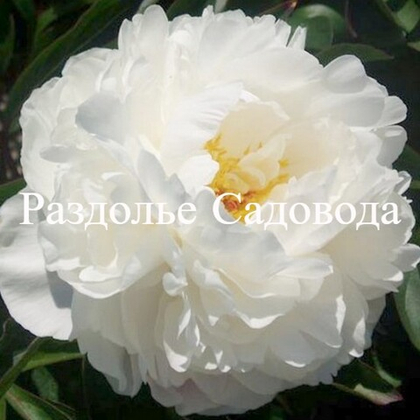 Пион травянистый Гардения