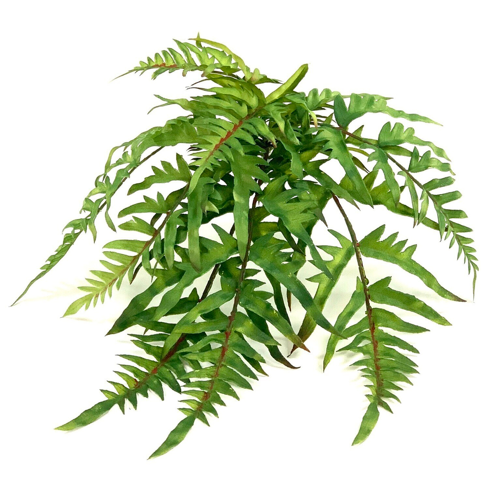 Папоротник оноклея 48 см