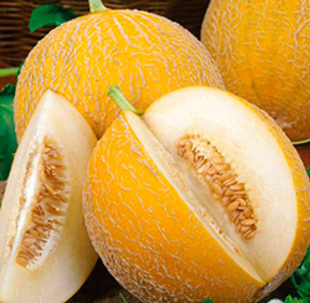 Млада семена дыни (ПОИСК)