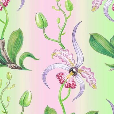 Орхидеи на розово-салатовом