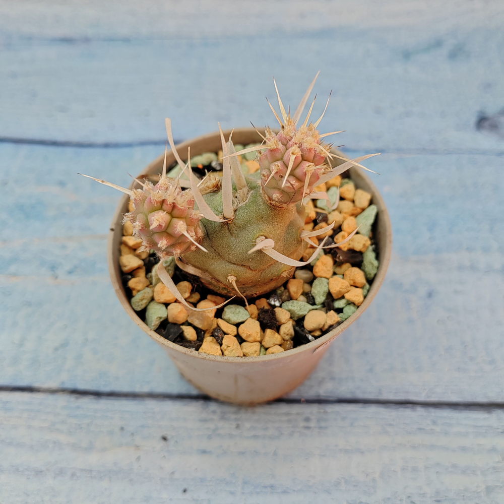 Tephrocactus Articulatus Papyracanthus (Тефрокактус)