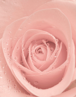 Коллекция Цветы