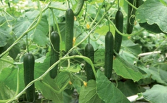 8986 F1 семена огурца партенокарпического (De Ruiter Seeds / Де Ройтер Сидс)