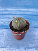 Euphorbia Obesa (Эуфорбия)