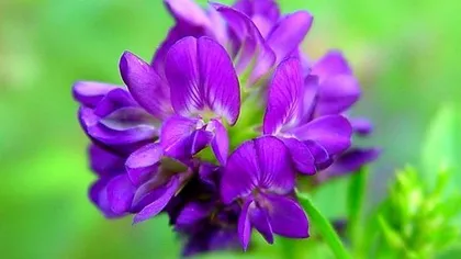 Люцерна посевная (трава)