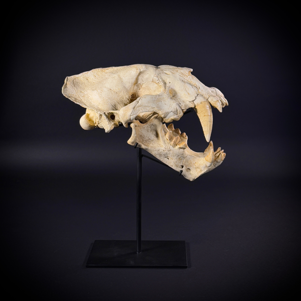 Xenosmilus на стойке