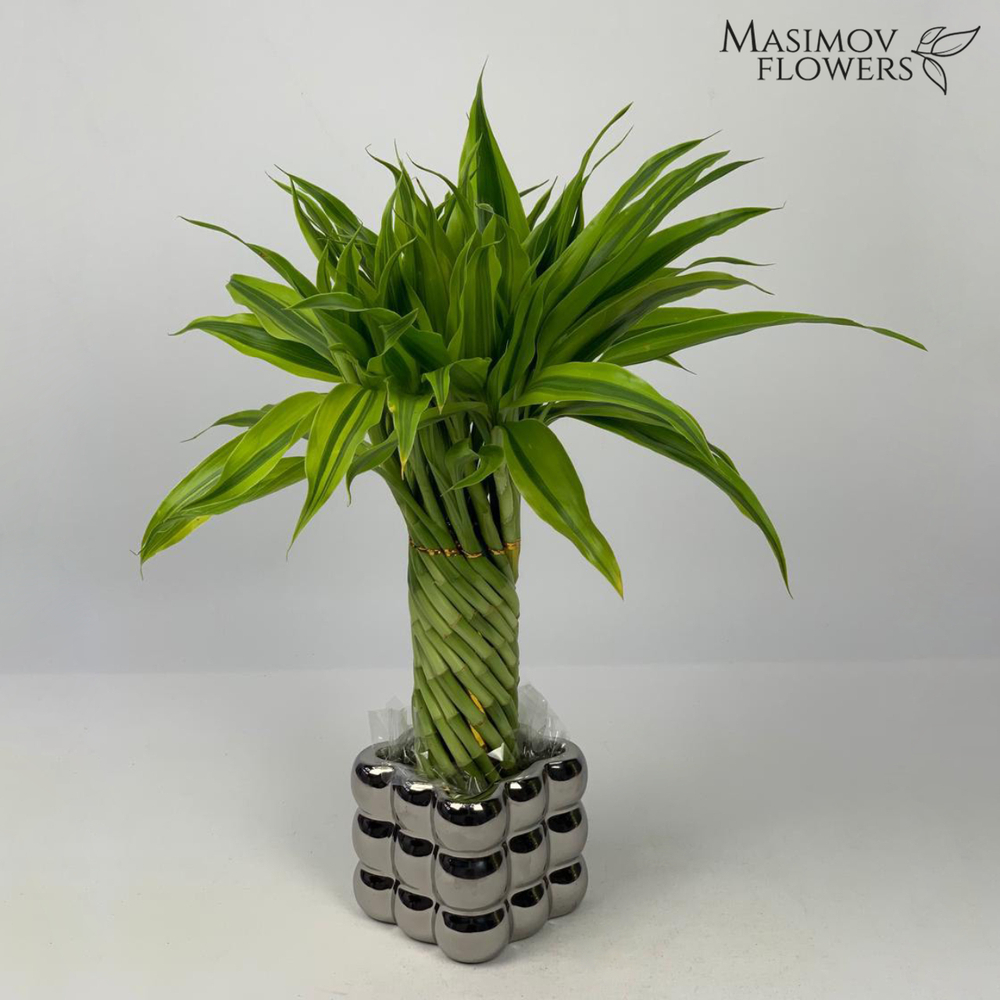 Композиция бамбук счастья "Ильюшенька"