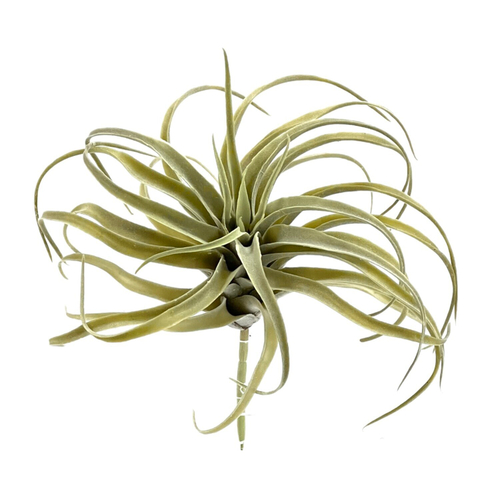 Тилландсия 24х25 см