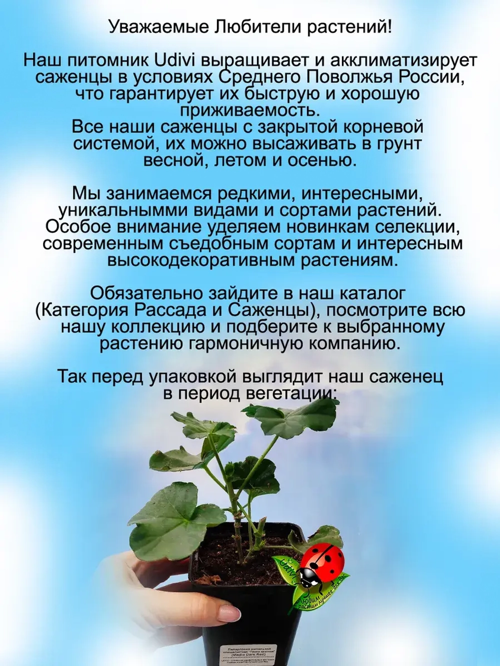 Пеларгония Медио Дарк ред плющелистная ампельная