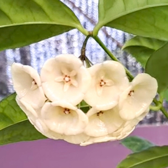 Немного про хойи