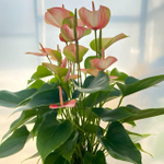 Антуриум Андрэ LIVIUM RED