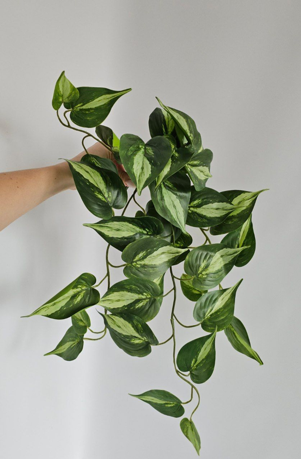 Сциндапсус / Арт 4273