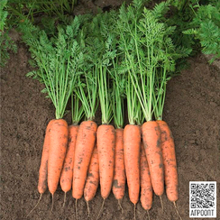 БЕЛГРАДО F1 семена моркови (Bejo | Alexagro)