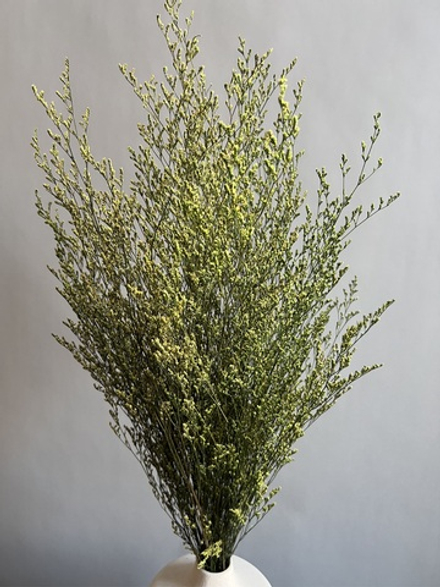 Кермек салатовый