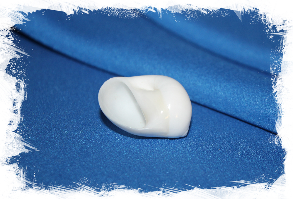 Ракушка Лунный слизень, Белая лунная ракушка