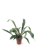 Платицериум