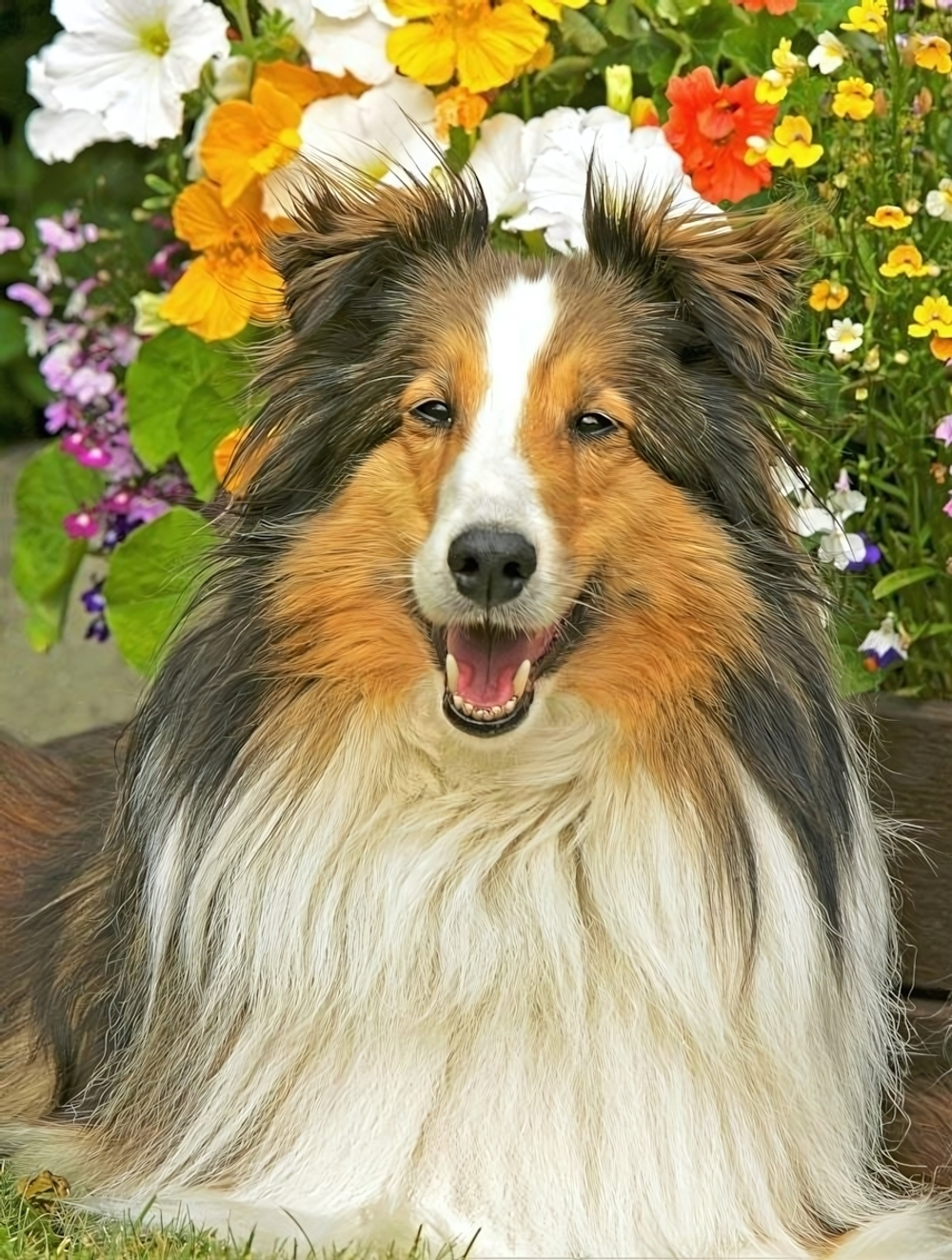 Алмазная мозаика 30х40см. "Пушистая колли" полное зап. без подр. (25 цв.) (Арт. CF30041)