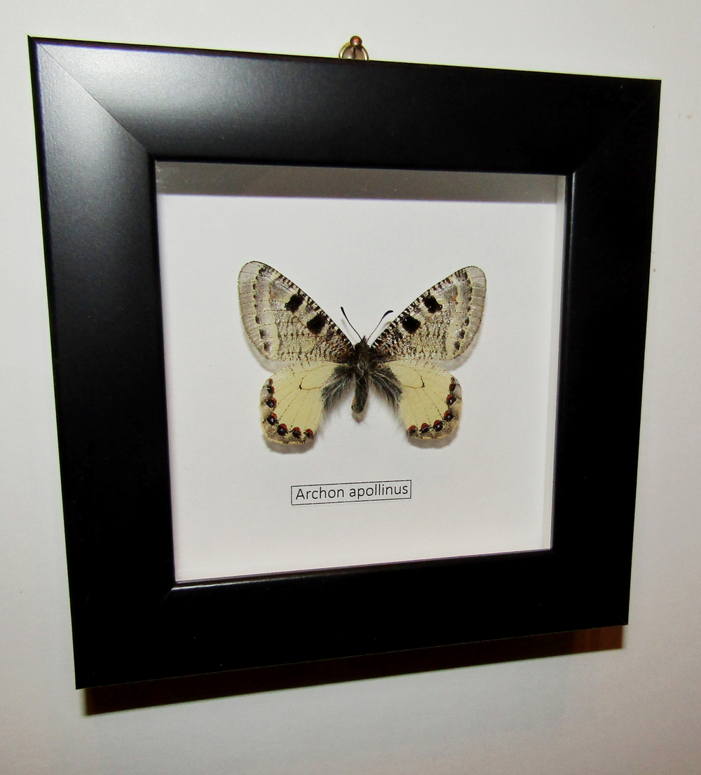 Бабочка Archon apollinus в рамке