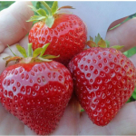 Земляника крупноплодная Моллинг Сентчери