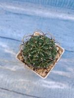 Matucana Aureiflora (Матукана)