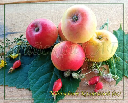 Яблоня Юбилейное Калининой