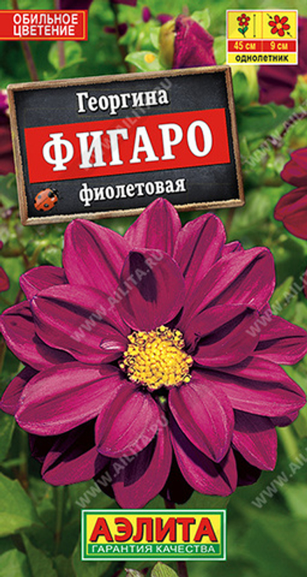 Георгина Фигаро фиолетовая махровая 7шт Аэлита