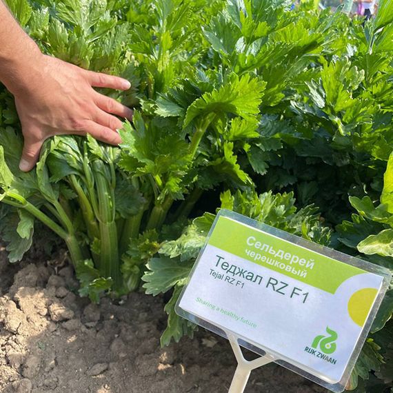 ТЕДЖАЛ F1 семена сельдерея (Rijk Zwaan | Alexagro)