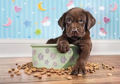 Puzzle PZL 180 LOVELY PUPPY