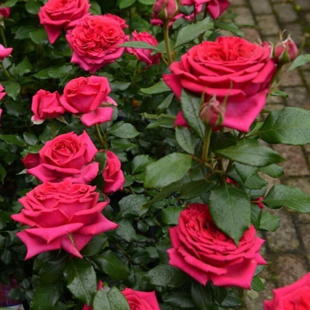 Режис Маркон (Regis Marcon)