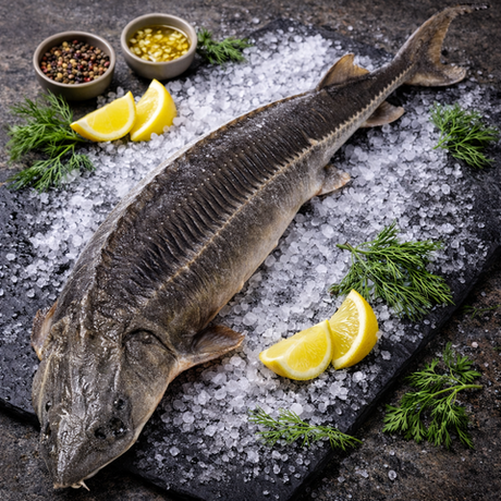 Осетр сибирский потрошеный, с головой, замороженный, ~4,5кг