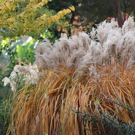 Мискантус китайский "Malepartus". Miscanthus sinensis "Malepartus".