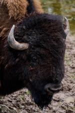 Праздник в стиле Гжель