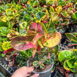 Кротон JAREN MONGKOL