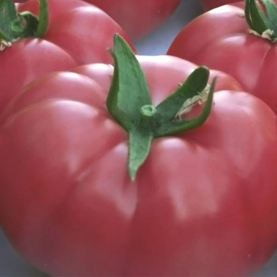 Ролекс_F1_семена_томата_индетерминантного_Гавриш_купить – фото 3