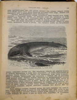 Брэм. Жизнь животных.1 том. Млекопитающие. СПб. Просвещение. 1909г.
