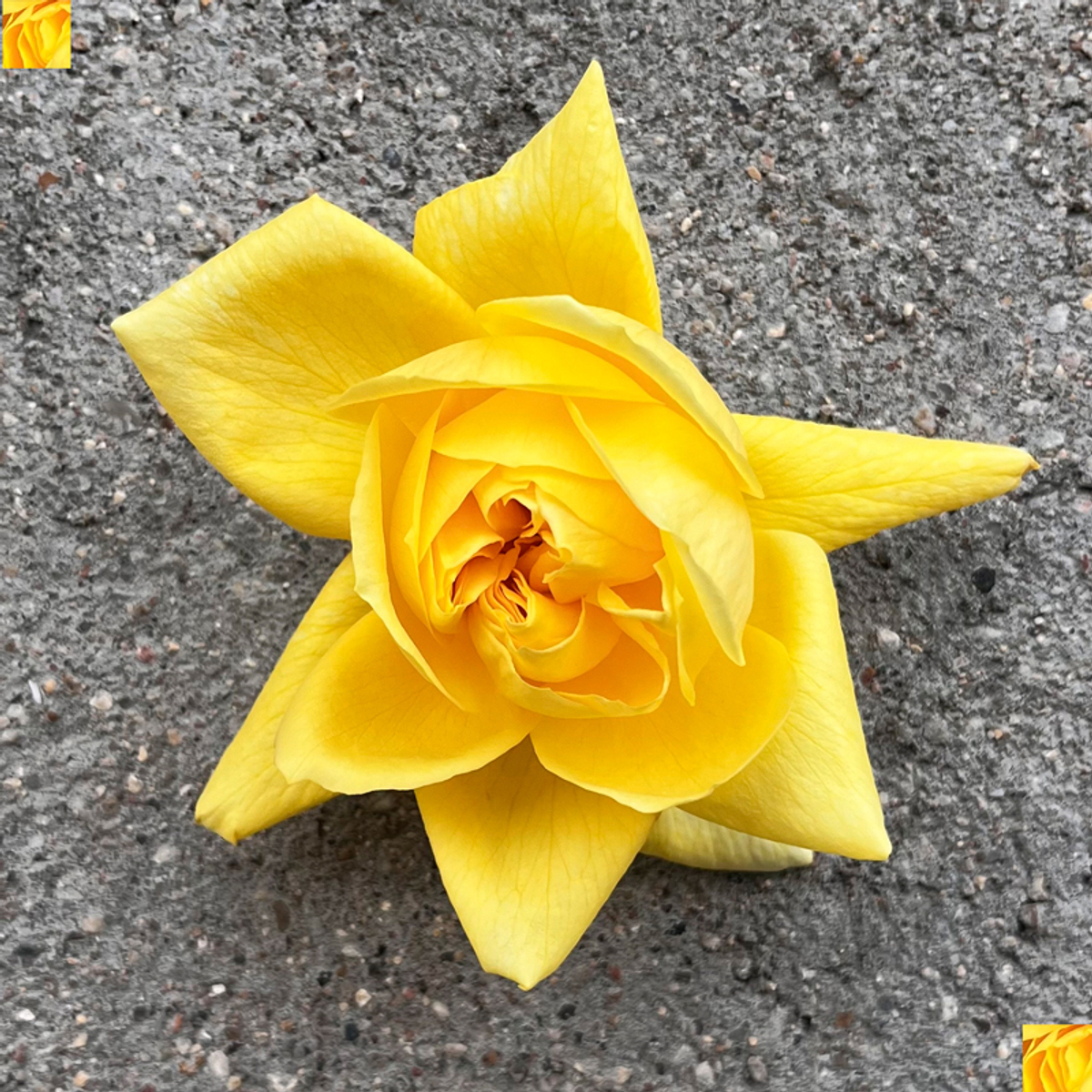 ароматные розы Николя Уло (Nicolas Hulot) Фея розы в букетах и охапками