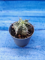 Euphorbia meloformis f. Variegated (Эуфорбия вариегатная)