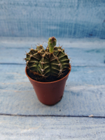 Gymnocalycium Friedrichii (Гимнокалициум)