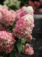 Гортензия метельчатая Распберри Пинк