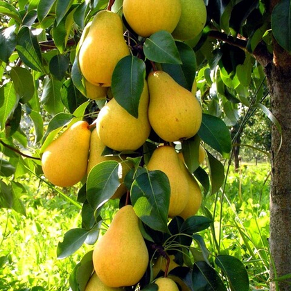 Груша колонновидная Павловская