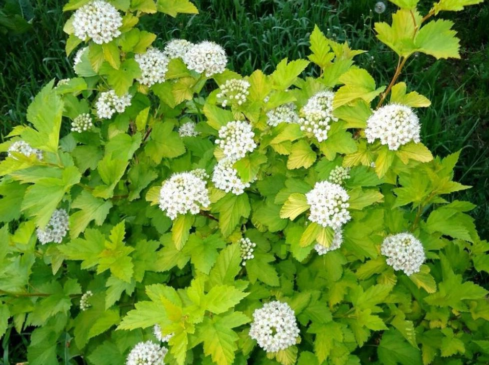 Пузыреплодник калинолистный Лютеус С3 Закупка М60 июнь 2026