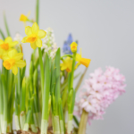 Композиция с первоцветами в розовой корзине