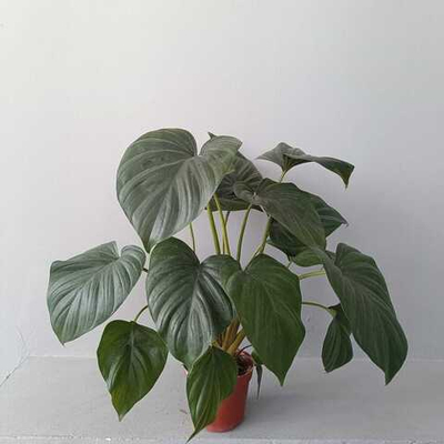 Хомаломена Блэк