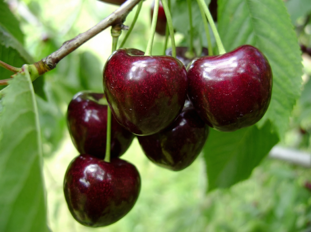 Саженец Черешни «Ипуть» (Ранняя, Крупноплодная, Эталон зимостойкости)