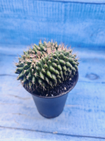 Gymnocalycium Spineless Crested form (Гимнокалициум)