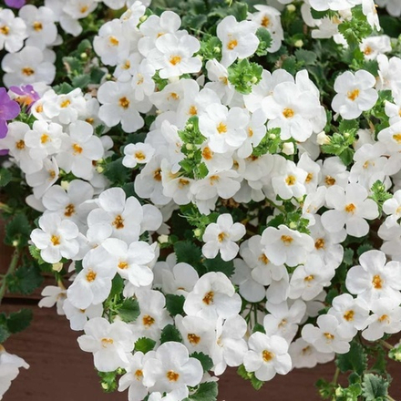 Бакопа Megacopa White. ОКС укорененный черенок. 1-10 марта