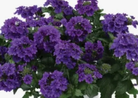 ЕВРО Вербена Verbena Vanessa Purple укор черенок