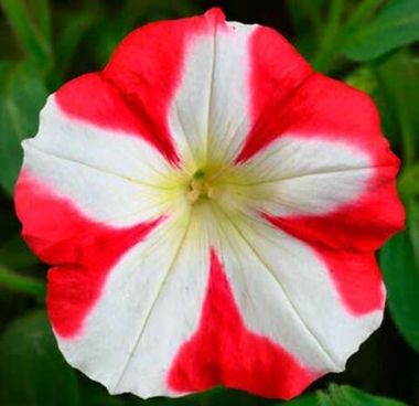 32550 Петуния Patia Red Star (Весна 2026)