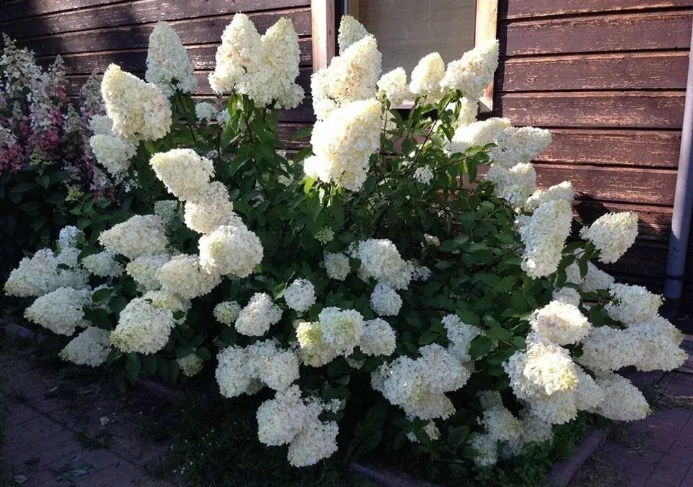 Гортензия метельчатая «Polar Bear» (Полар Бир)