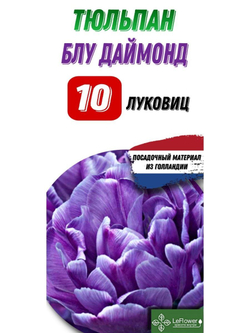 Тюльпан Луковица, Блу даймонд, 10шт